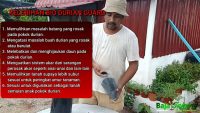 Cara Mengatasi Masalah Pokok Durian