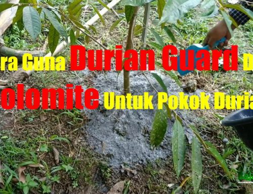 Cara Guna Baja Durian Guard Dan Dolomite Untuk Pokok Durian