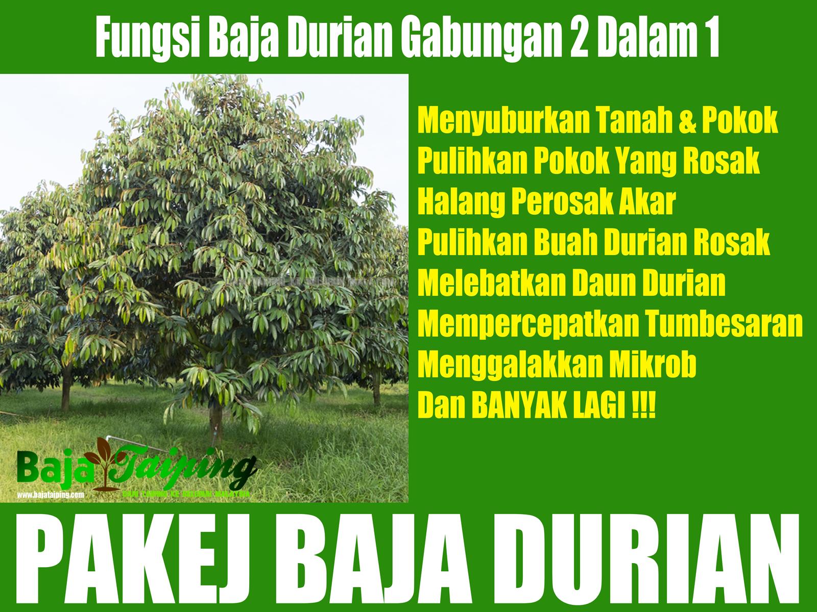 Baja Untuk Pokok Durian : Sop Pembajaan Pokok Durian Berusia 1 Tahun My